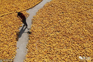 鄉(xiāng)村振興新舉措 東營率先啟動(dòng)農(nóng)民職稱評審，家禽家畜養(yǎng)殖能手可申報(bào)